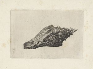 Skořápka, hemifusus ternatanus Shells (název série) od Wenceslaus Hollar
