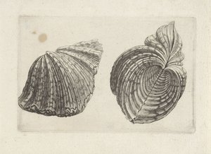 Shell, hroch hroch Shells (název série)