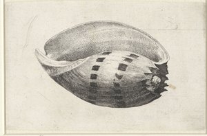Shell, melo amfora Mušle (název série) od Wenceslaus Hollar
