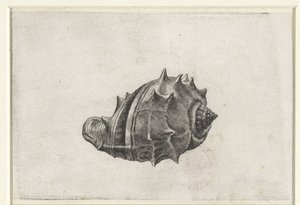 Shell, melongena melongena Mušle (název série) od Wenceslaus Hollar