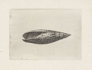 Shell, mitra papalis Mušle (název série) od Wenceslaus Hollar