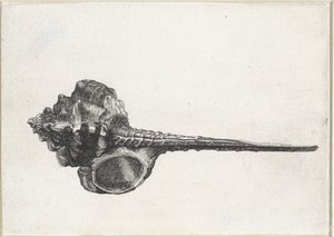 Shell, Murex haustellum Mušle (název série) od Wenceslaus Hollar