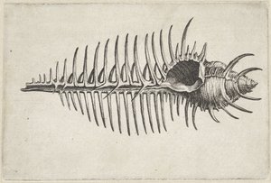 Skořápka, murex pecten Mušle (název série) od Wenceslaus Hollar