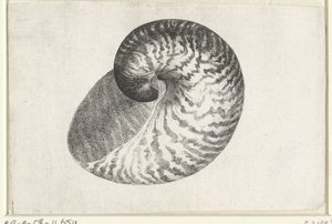 Shell, nautilus pompilius Mušle (název série) od Wenceslaus Hollar