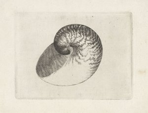 Shell, nautilus pompilius Shells (název série) od Wenceslaus Hollar