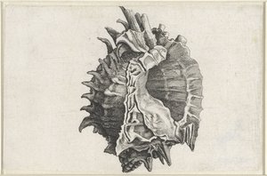 Shell, phyllonotus erythrostomus Mušle (název série) od Wenceslaus Hollar