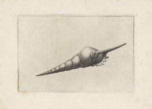 Schelp, vřeteno flétny melanocheilus Schelpen (název série) od Wenceslaus Hollar