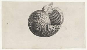 Shell, tonna dolium Mušle (název série) od Wenceslaus Hollar
