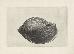 Shell, tonna perdix Shells (název série) od Wenceslaus Hollar