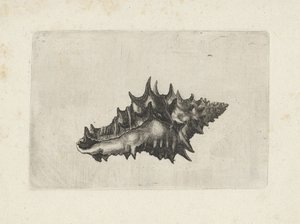 Skořápka, vasumkeramika Mušle (název série) od Wenceslaus Hollar