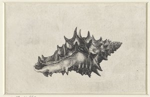 Skořápka, vazumkeramika Mušle (název série) od Wenceslaus Hollar
