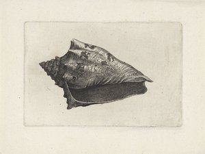Shell, voluta ebraea Shells (název série)