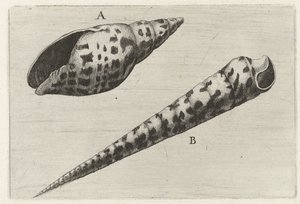 Schelpen, mitra cardinalis (A) en terebra subulata (B) Schelpen (series title)   1375767   cs       czech Successfully Translated  Original: Captain John Avery, engraving. Translat: Captain John Avery, engraving. 1415761 cs czech Successfully Translated Or od Wenceslaus Hollar
