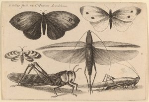 Šest hmyzu od Wenceslaus Hollar