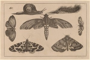 Šest hmyzu, housenka a šnek od Wenceslaus Hollar