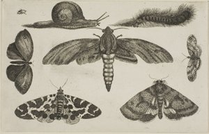 Šest hmyzu, housenka a šnek od Wenceslaus Hollar
