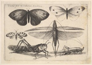 Šest hmyzu, 1646. od Wenceslaus Hollar