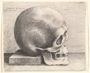 Lebka z profilu vpravo, 1645. od Wenceslaus Hollar
