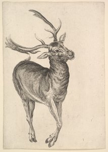 Jelen, 1625-77. od Wenceslaus Hollar