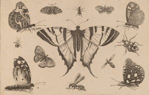 Motýl vlaštovčí a dalších dvanáct hmyzu. od Wenceslaus Hollar