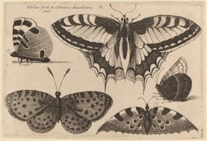Tři motýli a dva můry od Wenceslaus Hollar