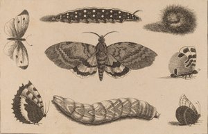 Tři housenky, můra a čtyři motýli. od Wenceslaus Hollar