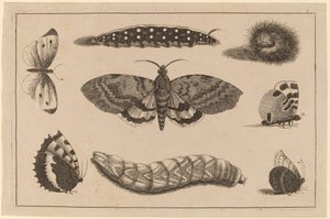 Tři housenky, můra a čtyři motýli od Wenceslaus Hollar