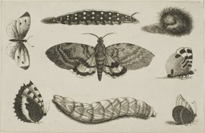 Tři housenky, můra a čtyři motýli od Wenceslaus Hollar