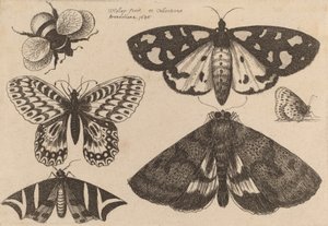 Tři můry, dva motýli a bumble Bee, 1646. od Wenceslaus Hollar