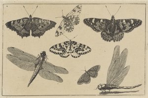 Dvě vážky a pět motýlů Různý hmyz (název série) Diversae Insectorum (název série) od Wenceslaus Hollar