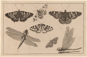 Dvě vážky a pět motýlů od Wenceslaus Hollar
