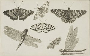 Dvě vážky a pět motýlů od Wenceslaus Hollar