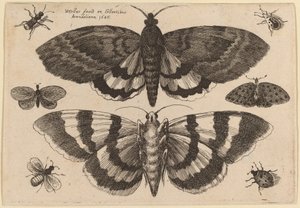Dva můry a šest hmyzu od Wenceslaus Hollar