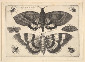 Dva můry a šest hmyzu, 1645. od Wenceslaus Hollar