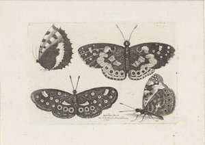 Vier vlinders Hmyz (název série) Scarab mouchy (název série) od Wenceslaus Hollar