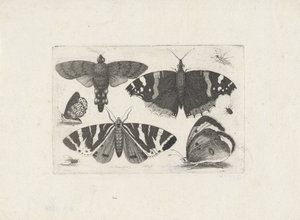 Čtyři motýli, můra, dva brouci a moucha od Wenceslaus Hollar
