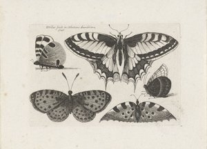 Pět motýlů Hmyz (název série) Muscarum Scarabeorum (název série) od Wenceslaus Hollar