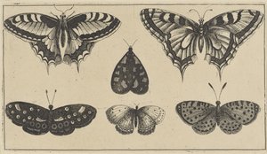 Pět motýlů a můra Různý hmyz (název série) Diversae Insectorum (název série) od Wenceslaus Hollar