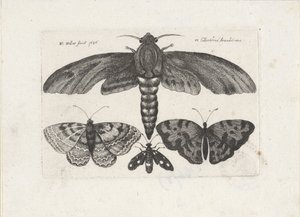 Motýli a můra Hmyz (název série) Muscarum Scarabeorum (název série) od Wenceslaus Hollar