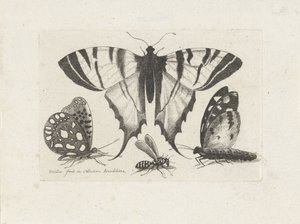 Motýli a vosa Hmyz (název série) Muscarum Scarabeorum (název série) od Wenceslaus Hollar