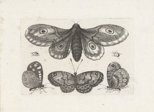 Motýli, brouci a můra Hmyz (název série) Muscarum Scarabeorum (název série) od Wenceslaus Hollar