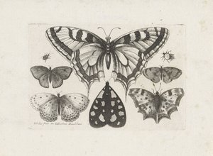 Motýli, brouci a můra Hmyz (název série) Muscarum Scarabeorum (název série) od Wenceslaus Hollar