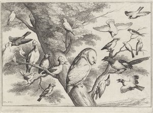 Ptáci na stromě Různí ptáci (název série) od Wenceslaus Hollar