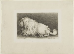 Bílý pes od Wenceslaus Hollar