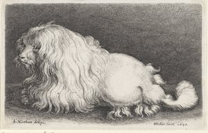 Bílý pes od Wenceslaus Hollar