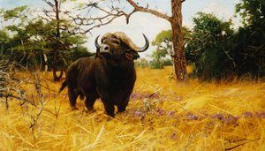 Kaffir Buffalo v Prairie Grass,