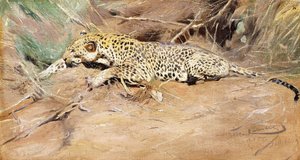 Leopard, od Wilhelm Kuhnert