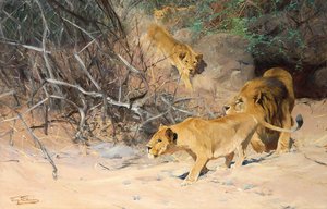 Pride of Lions on the Prowl