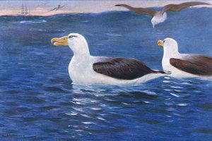 Albatros, ilustrace z Wildlife of the World, kolem roku 1910