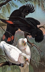 Kakadu Banks, kolem roku 1910 (ilustrace) od Wilhelm Kuhnert